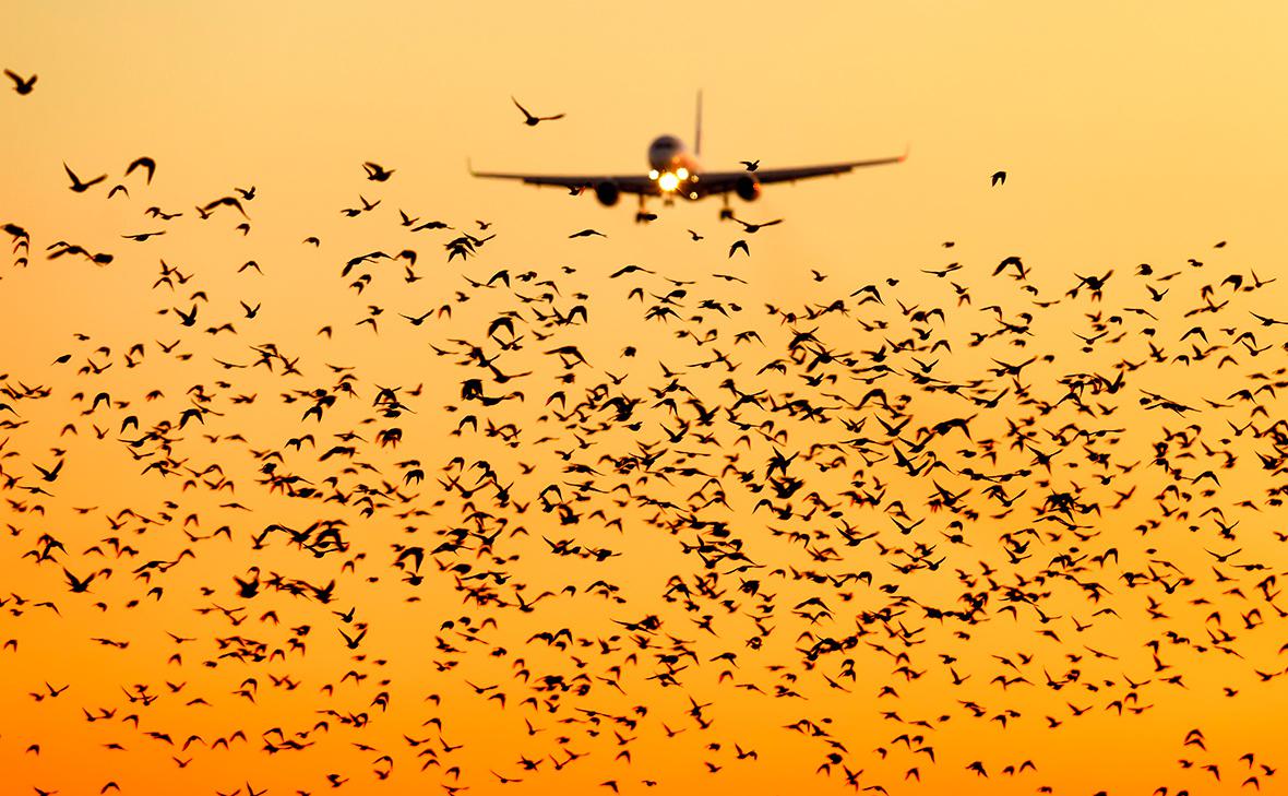 Росавиация сообщила о росте числа инцидентов с самолетами из-за птиц